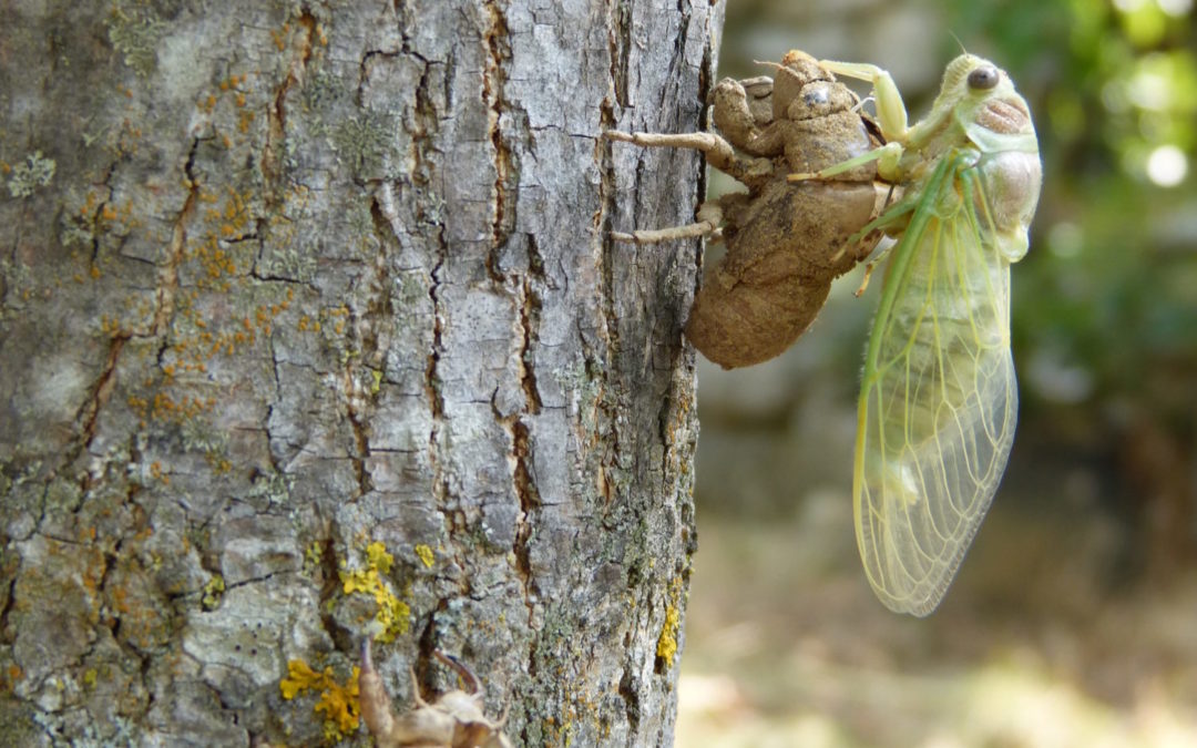 Cercle occitan gabianenc