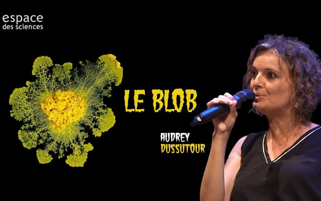 LO BLÒB o PHYSARUM POLICEPHALUM