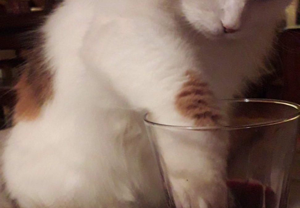 A la gatamiaula…