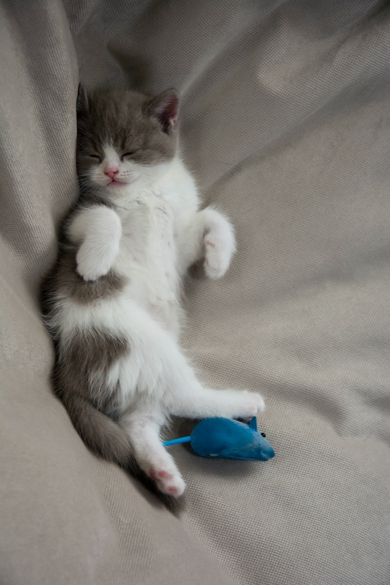 white and gray kitten lying on gray textile