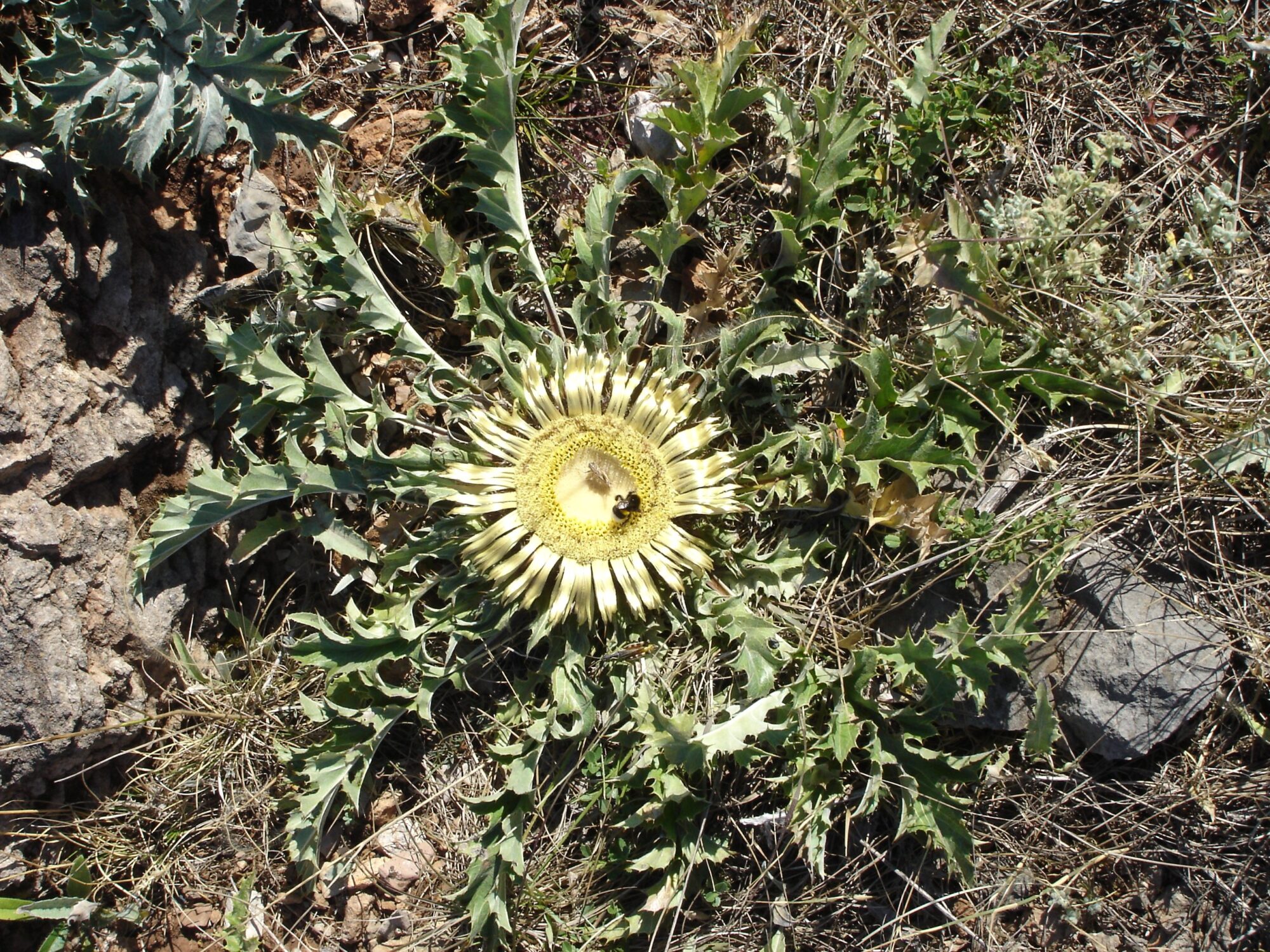 FOTO J.UBAUD 3 Carlina-acanthifolia-cardabelle a close up of a dandelion