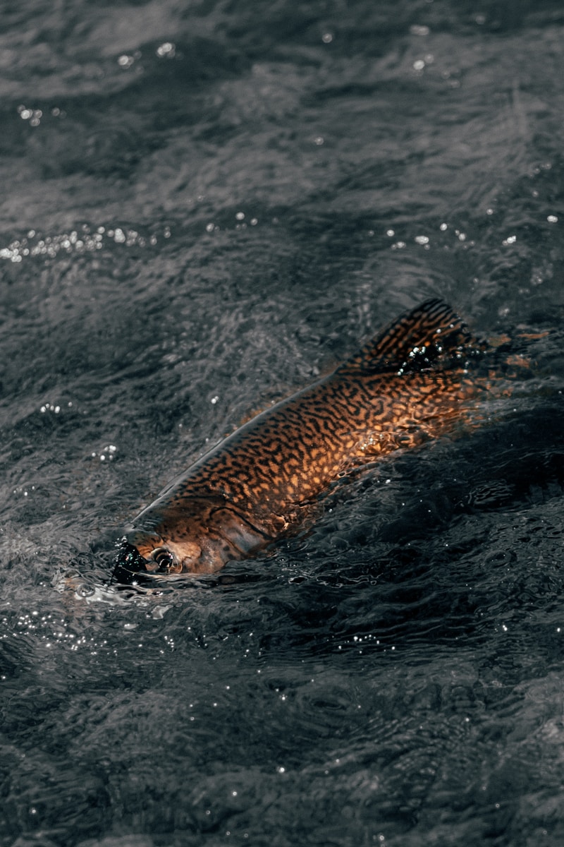Photo by gaspar zaldo selective focus photography of brown fish