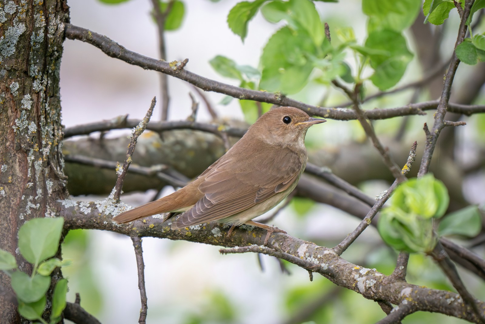 Photo by Andrey Strizhkov a bird perched on a branch of a tree