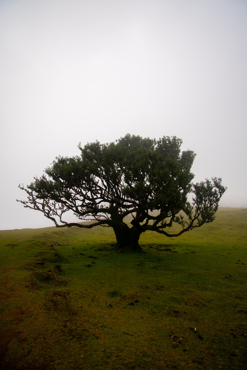a tree in a field with a sky in the background