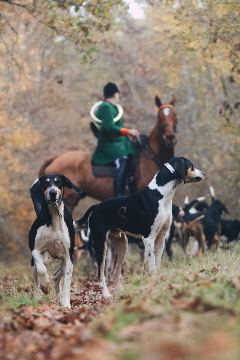 a person on a horse with dogs in the woods