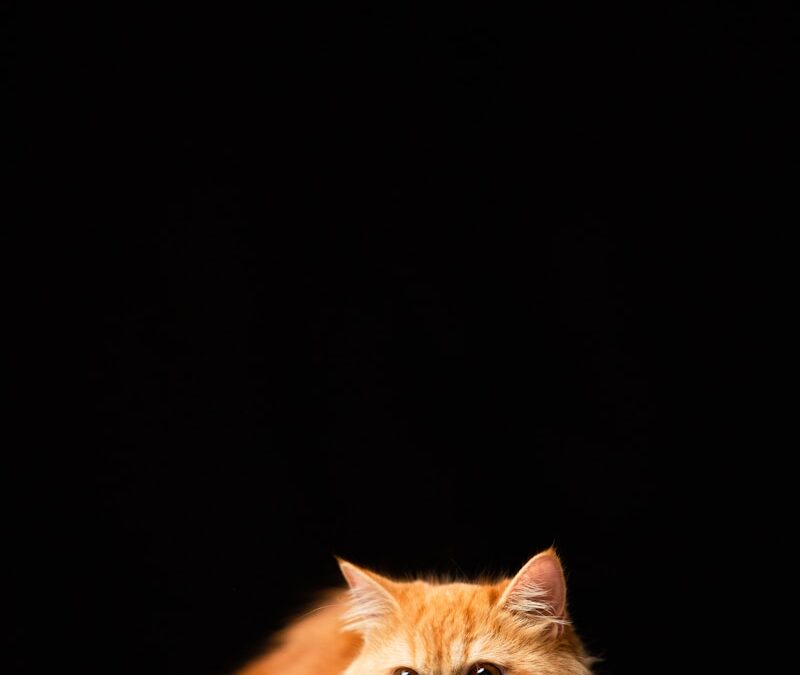 Lo territòri del gat de la vesina…