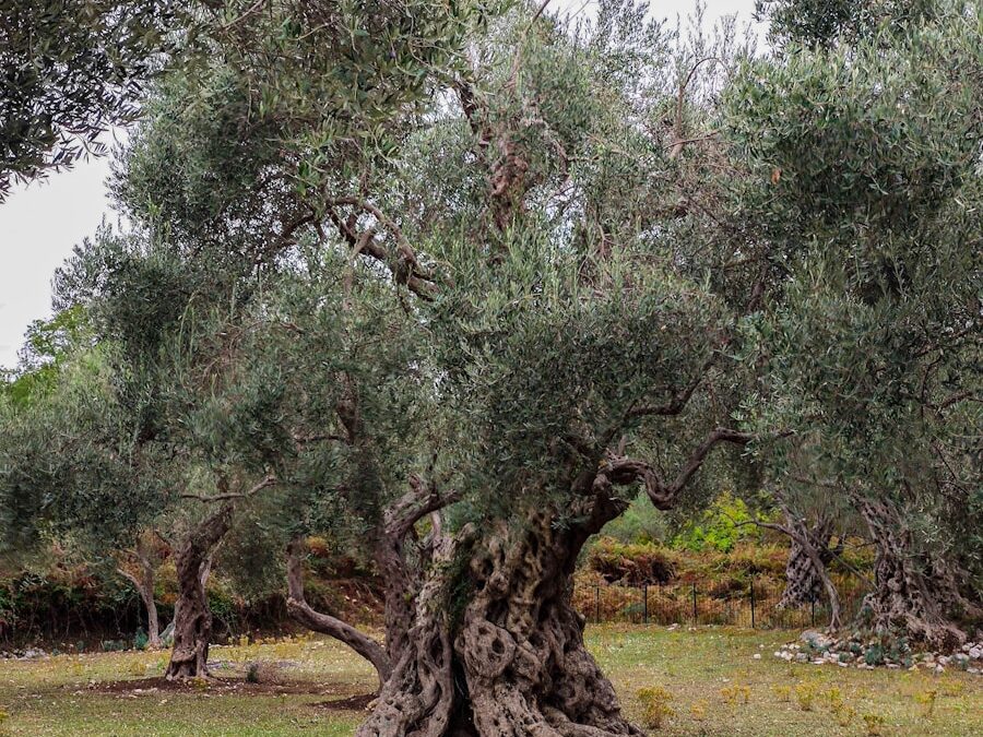 Un conte en musica : Lo mai aürós dels arbres
