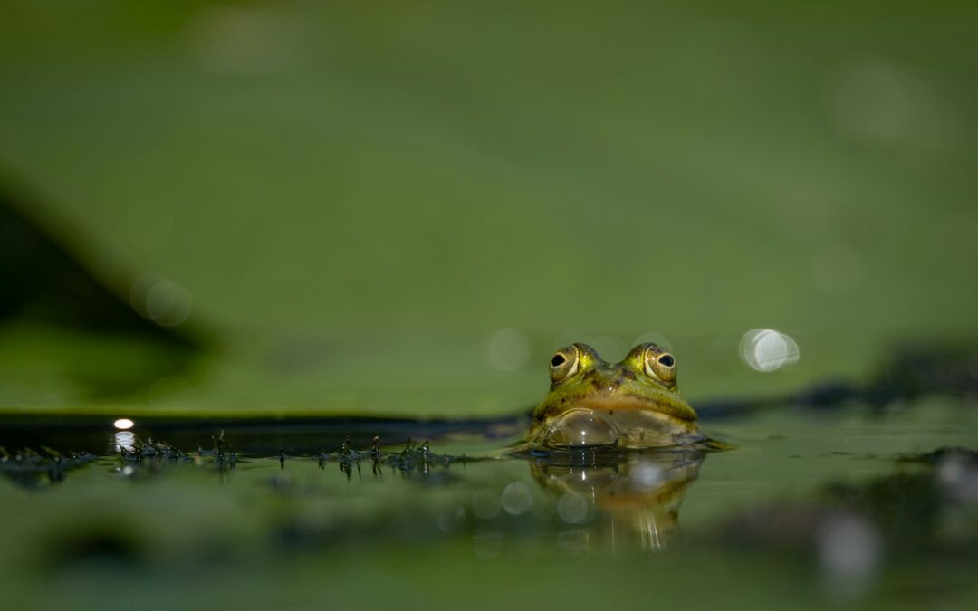Interconnexions entre francimand e occitan-3