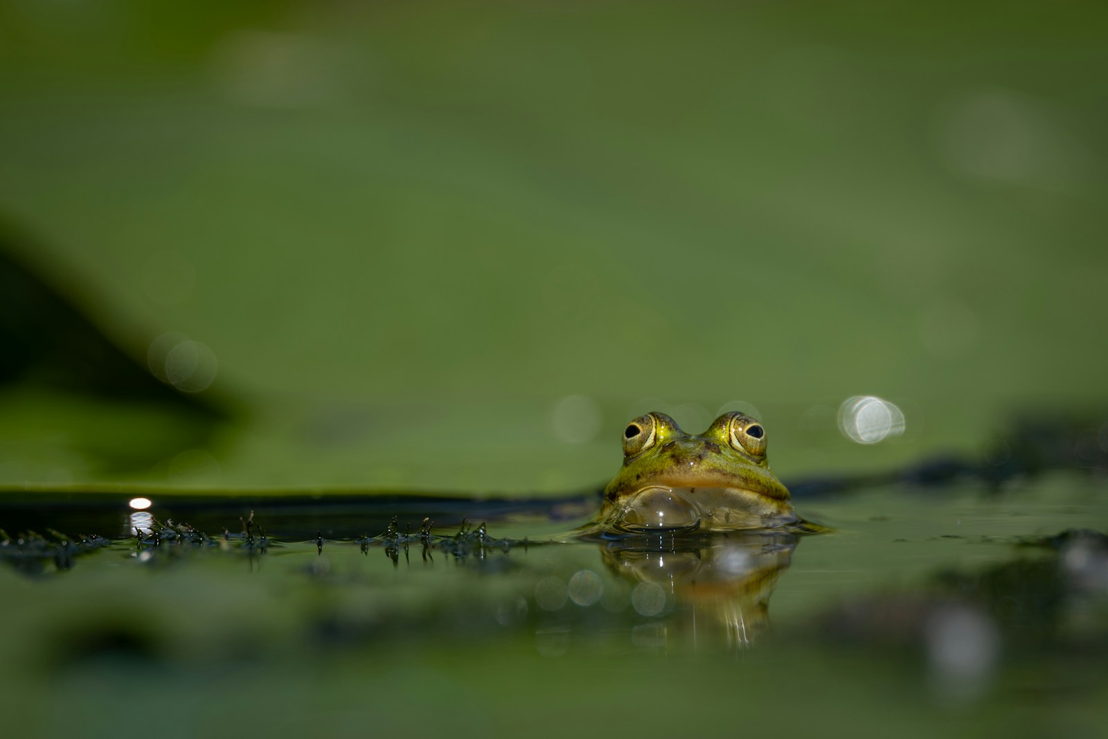 a couple of small frogs sitting on top of a green leaf
