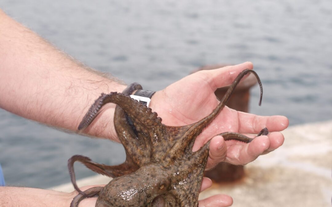 RECÈPTA DE LA SÉPIA AMB     PATANAS E OLIVAS