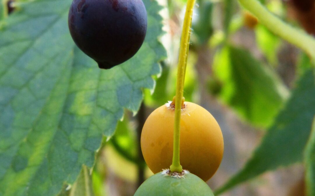 Forca de Sauve, indispensabla en son temps