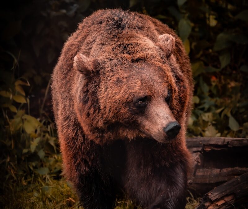 Lo mossur dels Pirenèus