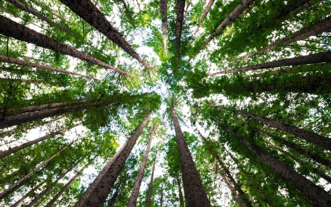 Consideracions arboricòlas