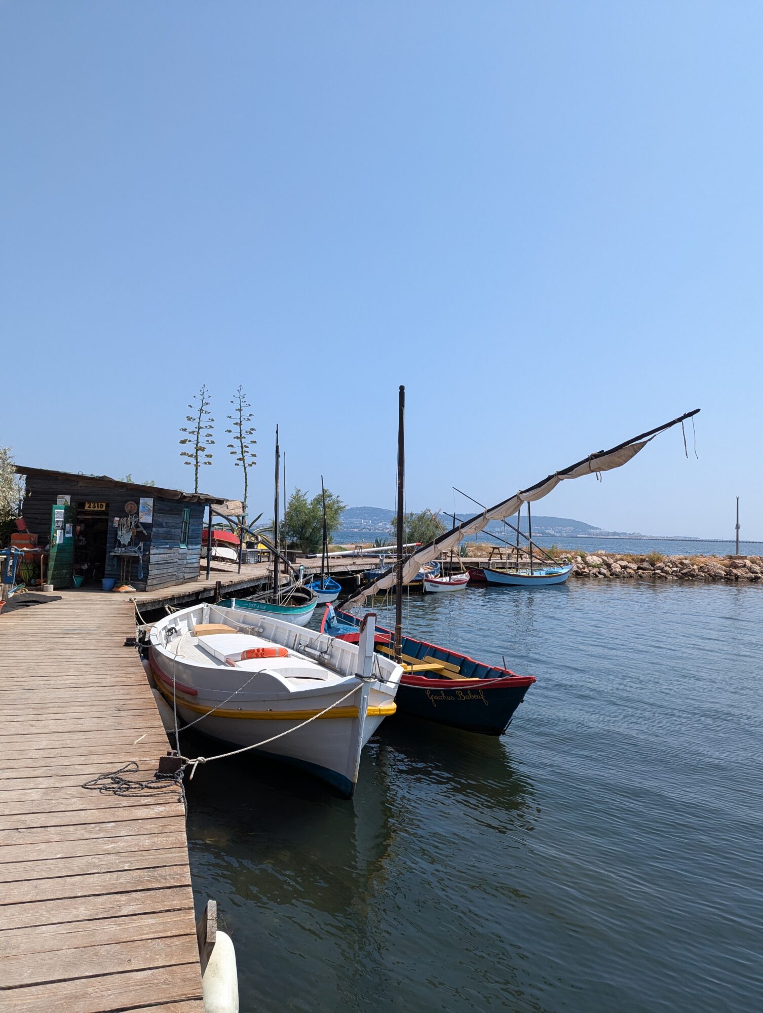 shallow focus of white dandelion