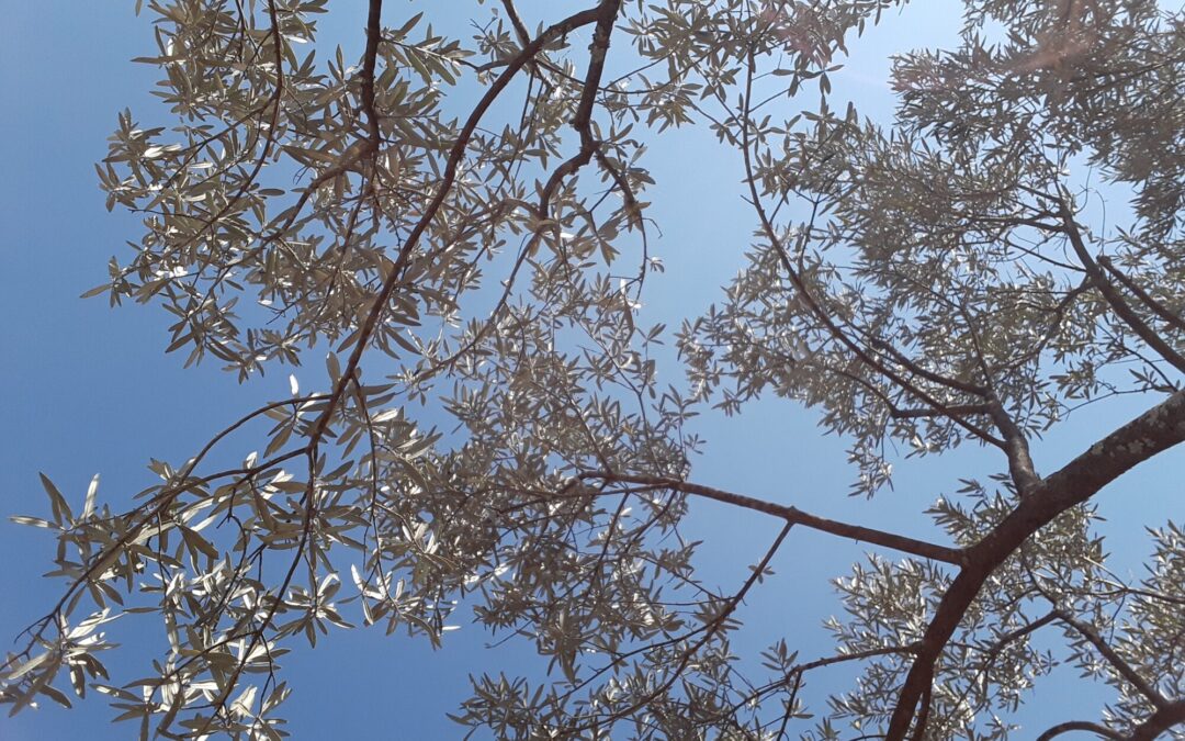 L’OLIU, ARBRE MITIC DE NÒSTRA REGION
