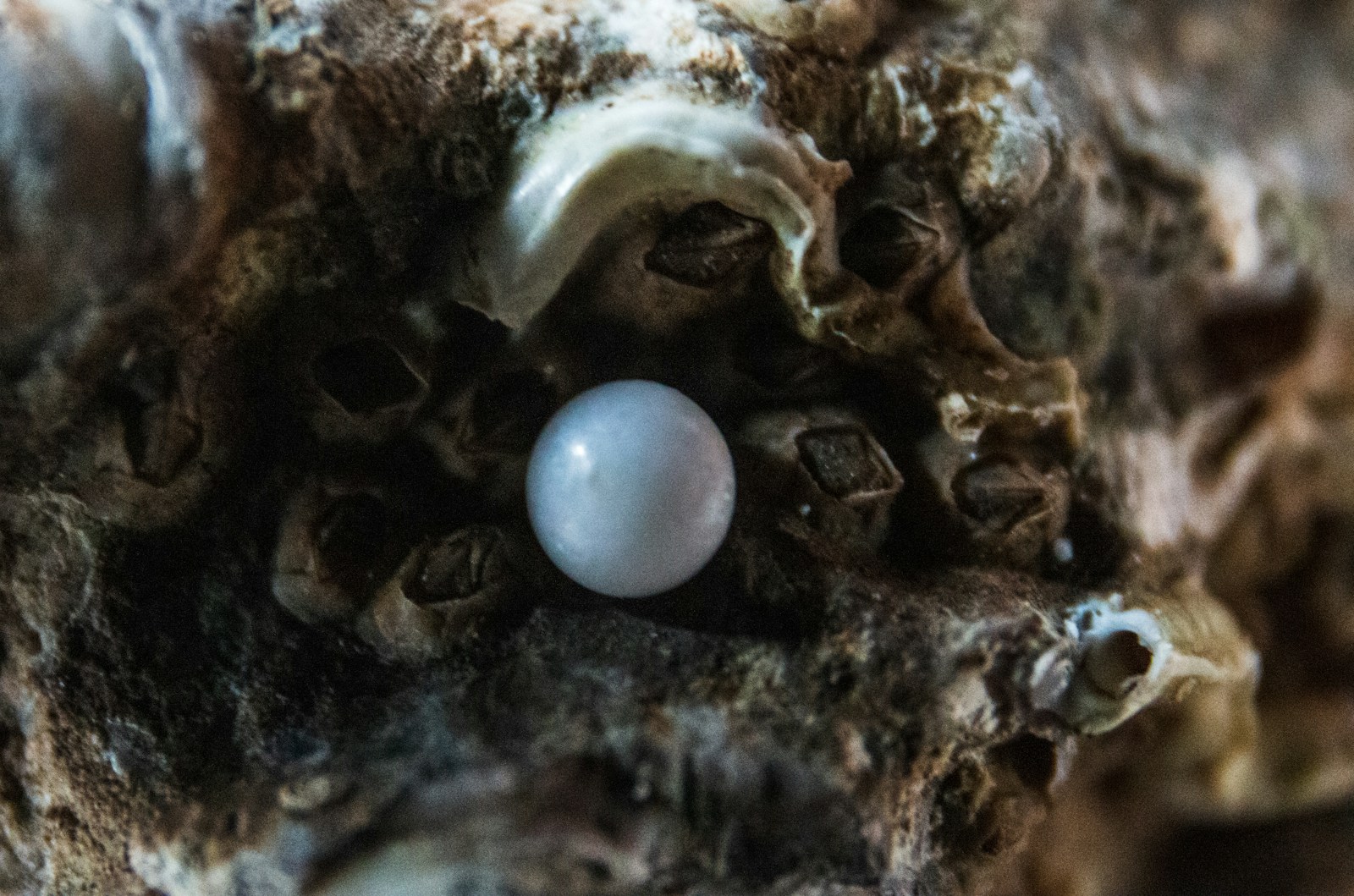 Accueil 1 white egg on brown and black surface