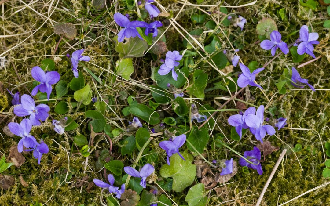 Violeta, la flor de la vila ròsa