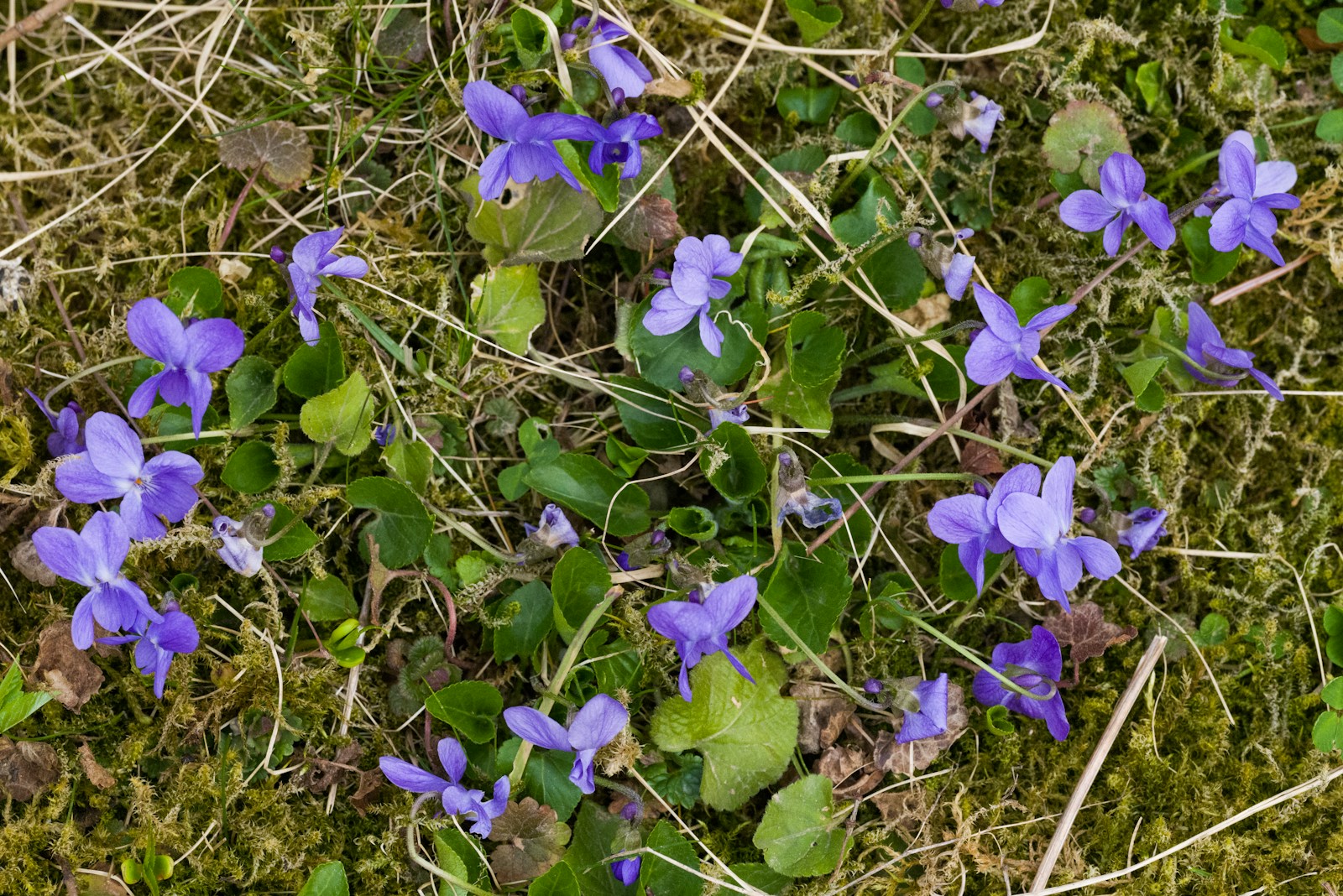 Accueil 1 a group of purple flowers growing on a patch of grass