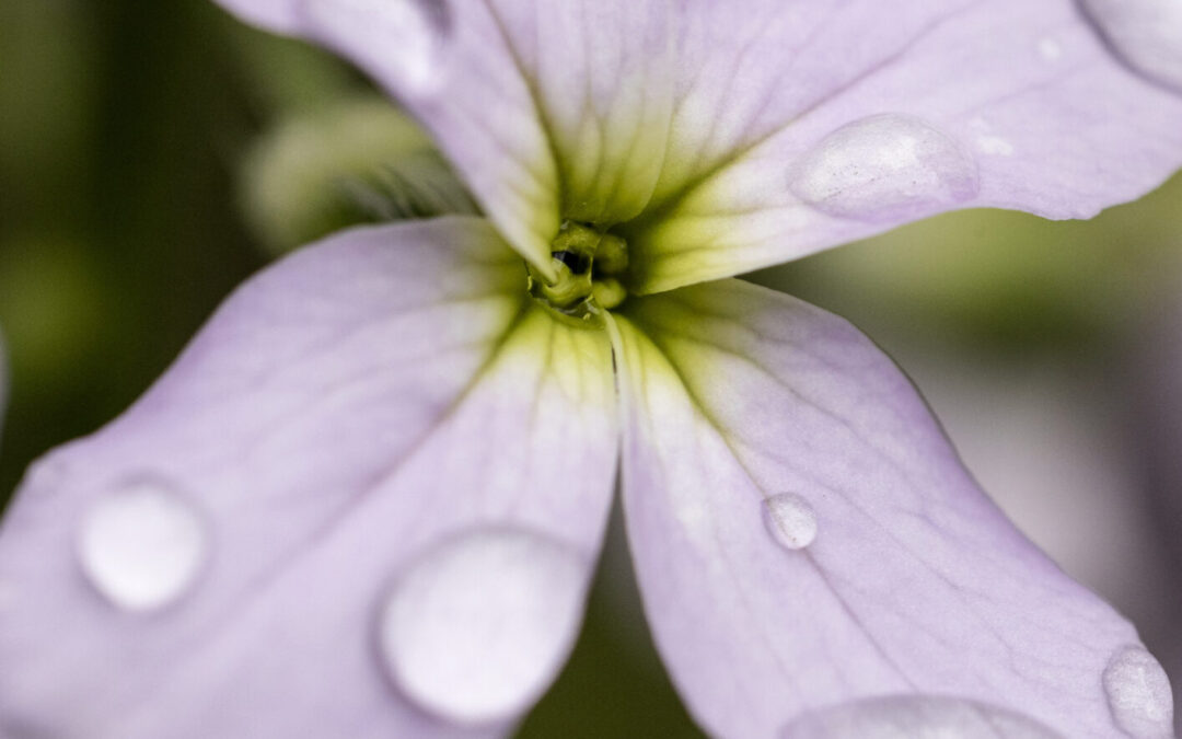 De flora e d&rsquo;aiga