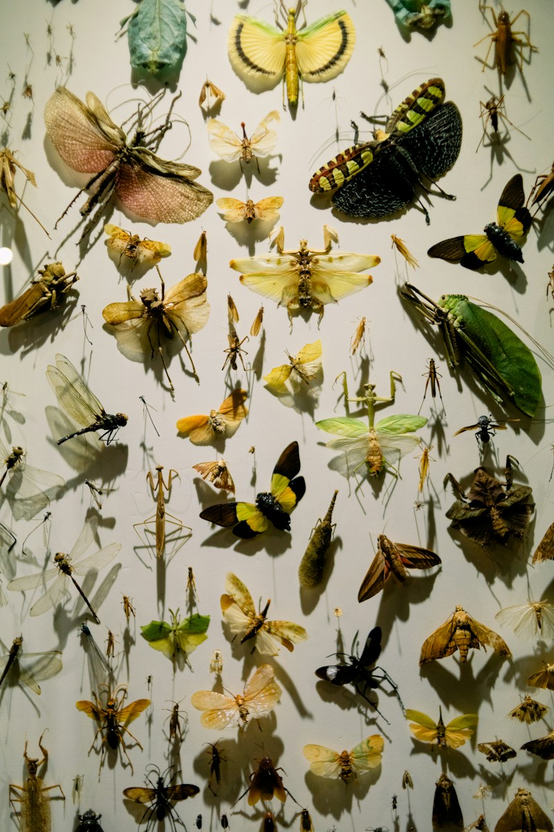 Various insects and butterflies displayed on a white wall